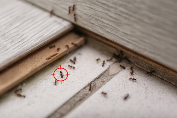 Best Bed Bug Extermination  in Berthoud, CO